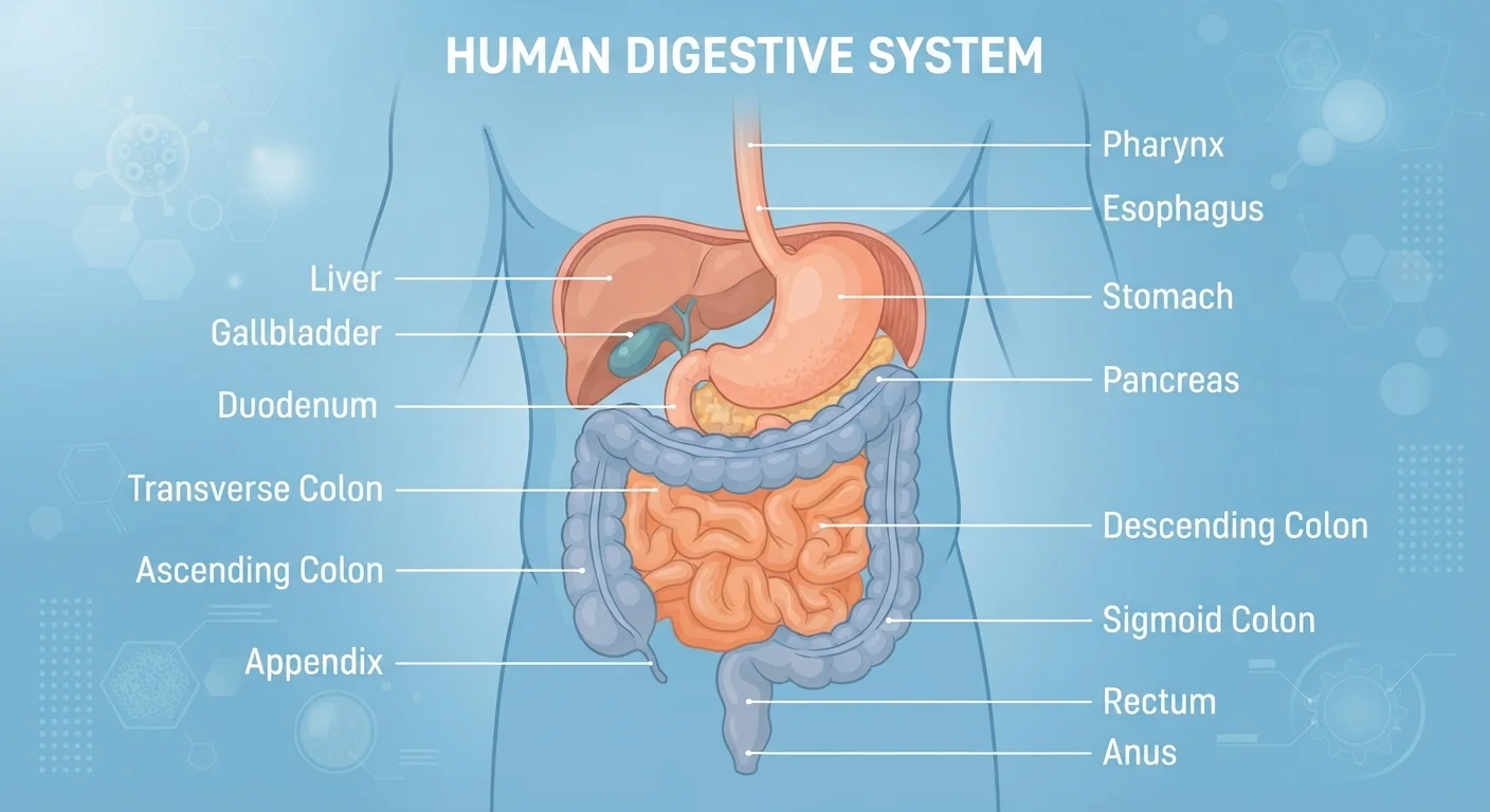 IBS and IBD: Two Gut Conditions That Get Confused All the Time
